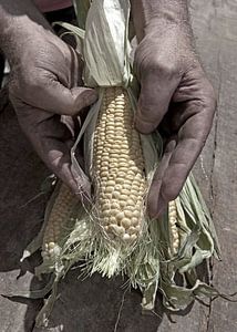 corn0209