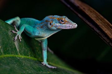 Reptile at the zoo by Annet Oldenkamp
