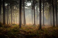 Mastbos op een herfstmorgen