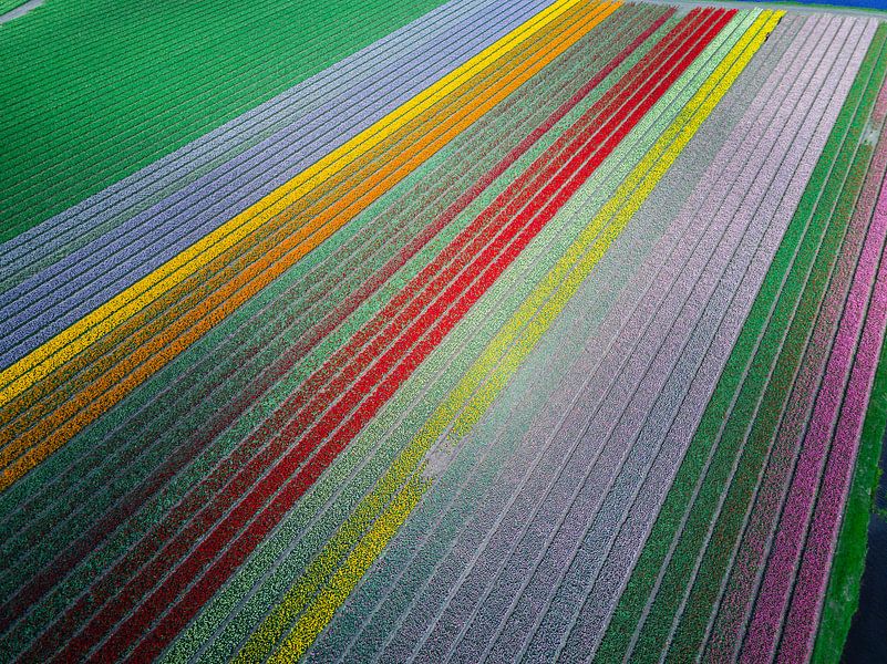 Die berühmtesten Tulpenfelder der Niederlande  von Droning Dutchman