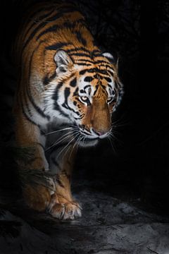 Le tigre d'Amur sort de la forêt hivernale dans l'obscurité en gros plan, puissance et force et dang sur Michael Semenov