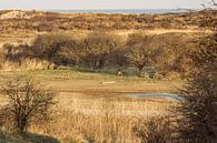 Deer in the dune area by Louise Poortvliet thumbnail