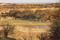 Deer in the dune area