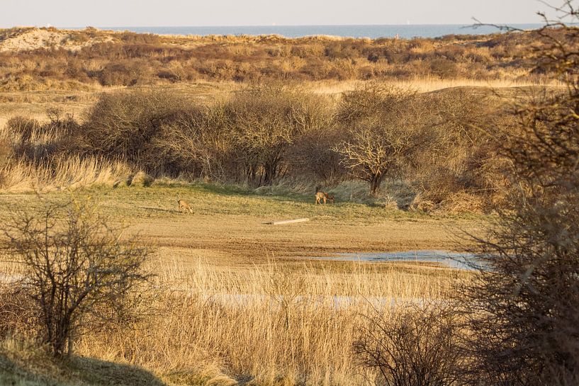 Deer in the dune area by Louise Poortvliet