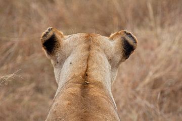 Leeuw in Serengeti National Park, Tanzania van Teun Janssen