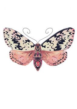 Papillon avec des taches noires sur fond blanc sur Angela Peters