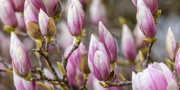 Bloeiende magnolia's van Werner Dieterich