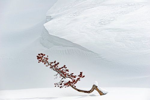 Eenzame boom in Heyden Valley Yellowstone