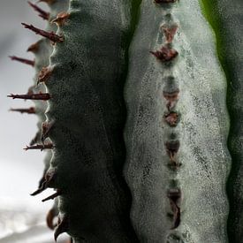Les Cactus sur Kimberly Zanting