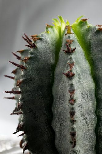 Les Cactus