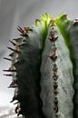 Cactus van Kimberly Zanting thumbnail