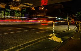 Good Boy von Stephan Smit