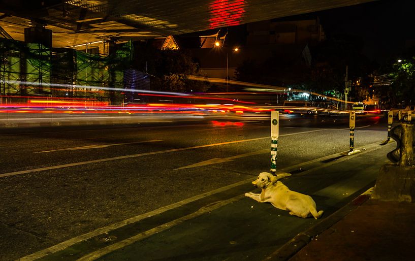 Good Boy by Stephan Smit