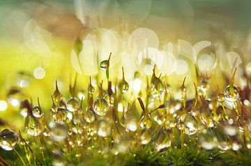 droplets in moss by Corinne Welp