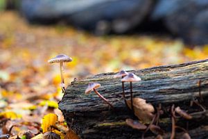 Streepsteelmycena's overleven op een oude dode boomstam in het bos van Heiloo. van Bram Lubbers