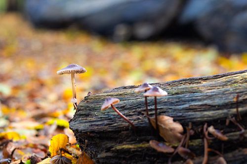 Streepsteelmycena's overleven op een oude dode boomstam in het bos van Heiloo.