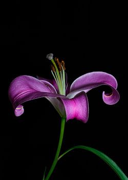 Stillleben mit rosa Lilien