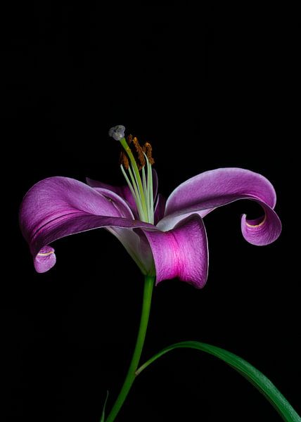Pink lily still life by Joyce Gijsbers