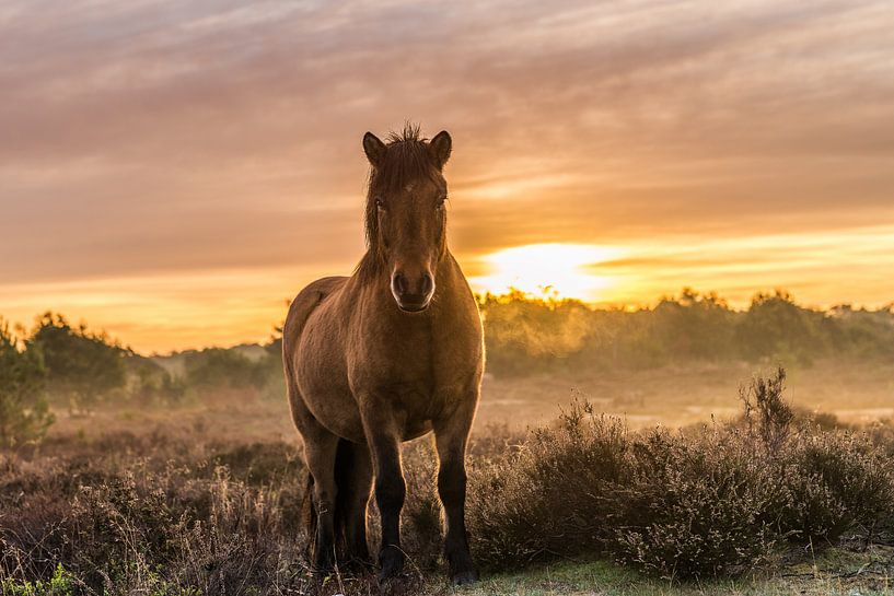 Staring by Wilko Ketelaar