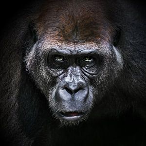 Porträt eines Gorillas - Alphamännchen (1:1)
