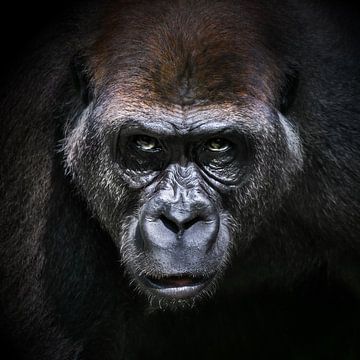 Portret  van een gorilla  - Alpha Male (1:1) van Chihong