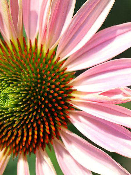echinacea van Marieke Funke