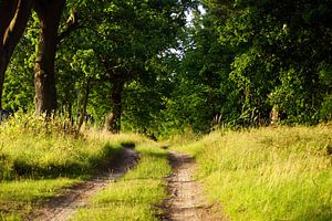 Waldweg auf Usedom sur Ingo Rasch