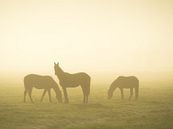 Paarden in de mist van Roelof Nijholt thumbnail
