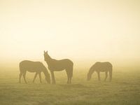 Pferde im Nebel