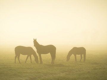 Horses in the mist by Roelof Nijholt