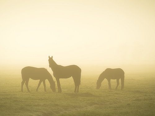 Horses in the mist