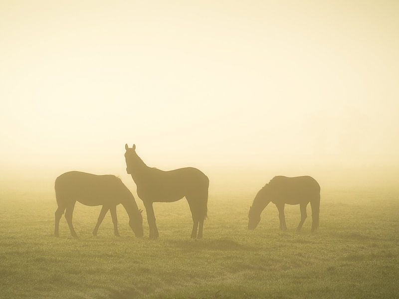 Chevaux dans le brouillard par Roelof Nijholt