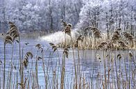 Rijp en riet van Frans Blok thumbnail