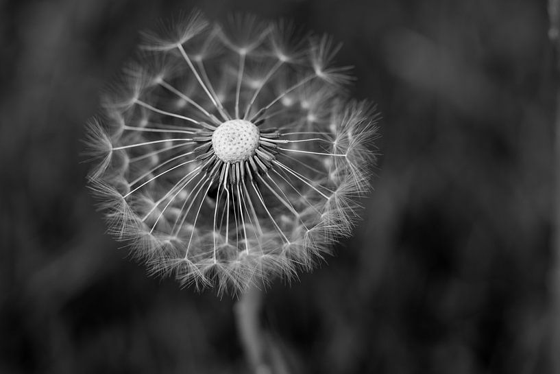 Ein Löwenzahn-Flockenball zum Pusten von Jolanda de Jong-Jansen