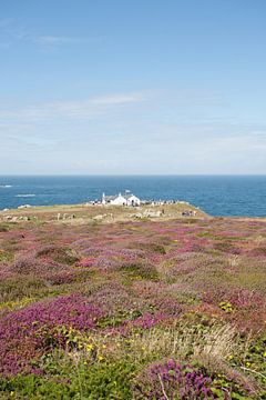 Heide bij Lands End Engeland von Veluws