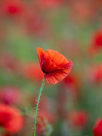 Mohnblume in sanftem Licht von Angela Kraan
