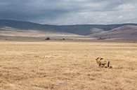 Lion on walk in Tanzania by Mickéle Godderis thumbnail