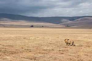 Leeuw op wandel in Tanzania van Mickéle Godderis