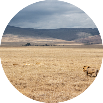 Leeuw op wandel in Tanzania van Mickéle Godderis