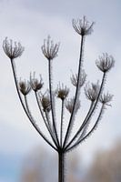 hogweed frost