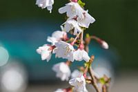 blossom