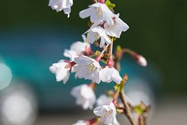 blossom by Timo Kant