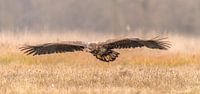 Approaching white-tailed Eagle! van Robert Kok thumbnail