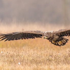 Approaching white-tailed Eagle! van Robert Kok