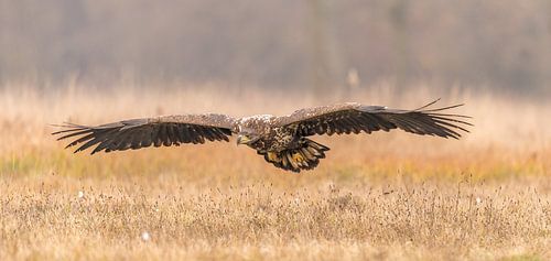 Seeadler im Anflug!