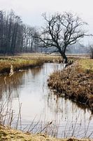 Oude eik aan de Drentsche AA