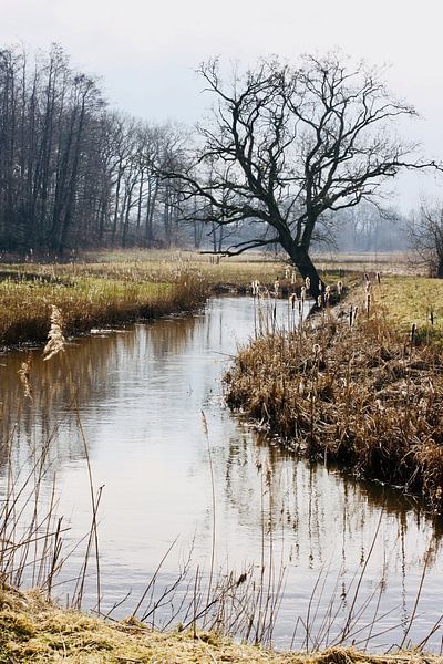 Oude eik aan de Drentsche AA van 10a Boes