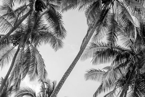 Tropisch Palmbomen in een Tijdloze Compositie in Zwart-Wit