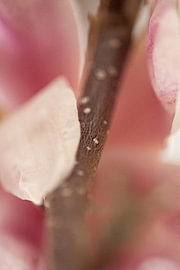 magnolie von fantasina