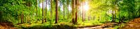 Panorama de la forêt